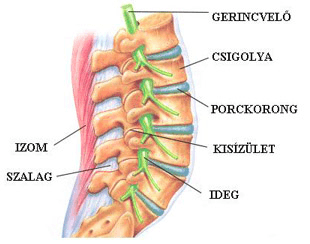 A gerinc kopása és a gerinccsigolyák gyakori betegségei